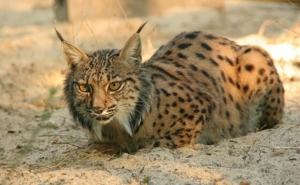 Fêmea de lince ibérico encontrada morta foi envenenada - ICNF