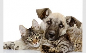 Lagos lança campanha solidária de esterilização de animais de companhia