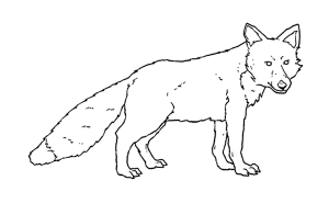 ICNF tenta retirar raposa da zona de Cabanas, emTavira