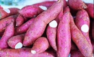 MERCADO MUNICIPAL DESVENDA SEGREDOS DA BATATA-DOCE 