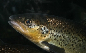 Grupo de investigação português cria guia de bem-estar animal para peixes de aquacultura