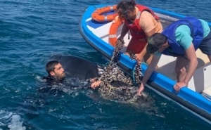 Agentes da Polícia Marítima libertam baleia presa em artes de pesca na praia Dona Ana em Lagos
