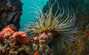 JÁ FOI APROVADA A CRIAÇÃO DO PARQUE NATURAL MARINHO DO RECIFE DO ALGARVE – PEDRA DO VALADO