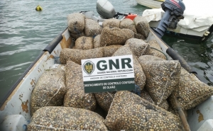 Apreensão de 1 tonelada de berbigão