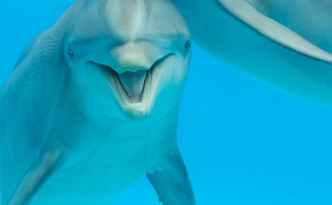 ALGARVE NOS HOLOFOTES DA TELEVISÃO