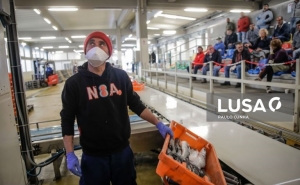 Covid-19: Leilões de pescado reduzidos em Faro, Coimbra e Porto