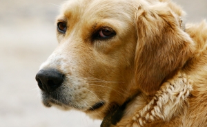 Maus-tratos a animais levam a 10 denúncias/dia e 34 crimes/mês em dois anos