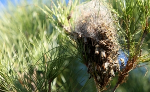 Lagarta do Pinheiro erradicada das árvores em Portimão