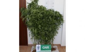 Detido homem de 65 anos responsável por plantação de  Cannabis em Monchique