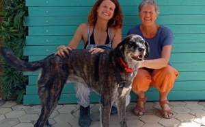 ARA | Resgate animal em Foz Côa e 133 adoções marcam o mês de junho 