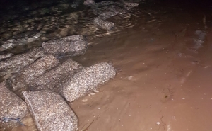 Polícia Marítima apreende duas toneladas de berbigão na Ria Formosa