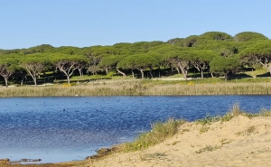 Aprovada intenção de criação da Reserva Natural Local da Foz do Almargem e do Trafal