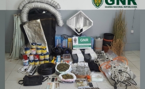 Apreensão de quase um quilo de cannabis