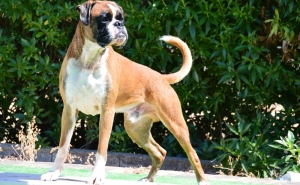 Quarteira recebe 14º encontro nacional de cães da raça Boxer