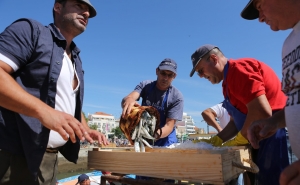 Recriação do ambiente da lota na zona ribeirinha de Portimão abre o apetite para o Festival da Sardinha