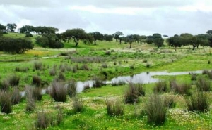 Aprovada candidatura da Câmara de Aljustrel para funcionamento do Gabinete Técnico Florestal 