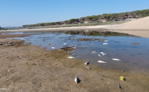 Redução da água em lagoa perto de Quarteira leva à morte de algumas centenas de peixes