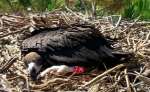 Confirmado. Nasceu segunda cria de abutre-preto no Sul de Portugal