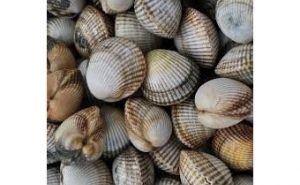 2350 quilos de bivalves apreendidos em Olhão