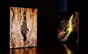 Visitas orientadas à exposição «Uma Árvore»