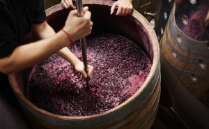 MINISTRA DA AGRICULTURA REFORÇA MEDIDAS EXCECIONAIS DE APOIO AO SETOR DOS VINHOS 
