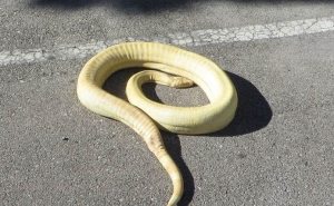 Cobra Píton recuperada pela GNR