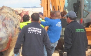 Baleia morta dá à costa em praia do Algarve mas já foi removida