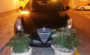 Dois detidos por cultivo de estupefacientes em Monte Gordo
