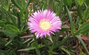 Mais de duzentas crianças participam numa ação de remoção do «chorão das praias» em prol do sistema dunar de Alvor