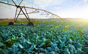 McDonalds lança programa de incentivo ao empreendedorismo na agricultura