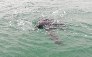 Centros de reabilitação de animais marinhos receberam mais de 40 tartarugas marinhas desde 2020