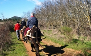 Passeios com burros mirandeses em herdade algarvia ajudam a travar extinção