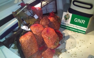 Apreensão de cerca de meia tonelada de bivalves