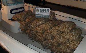 Apreensão de mais de uma tonelada de berbigão em Faro