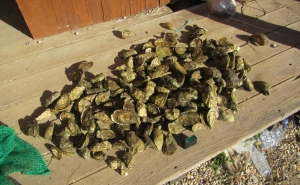 TAVIRA: Detido por furto de ostras de viveiros 