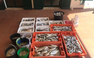 Quarteira – Apreendidos 200 quilos de pescado e bivalves