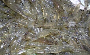 «Camarinha» pode ser o próximo petisco da moda em Portugal 