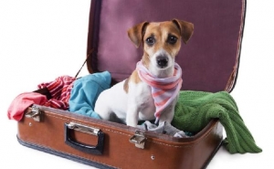 Algarve | Número de Pousadas «dog friendly» aumenta