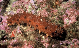 Pepinos do mar já podem ser produzidos em aquacultura