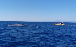 Avistamento de Baleias no Algarve (C/VIDEO)