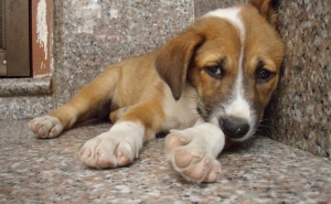 Faro esteriliza animais errantes da Praia