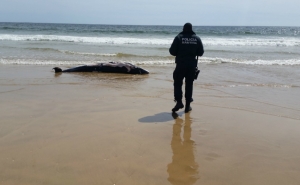 Remoção de baleia Anã arrojada na praia da Alagoa