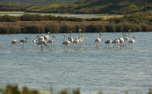 Algarve Nature Week apresenta Atividades ao ar Livre