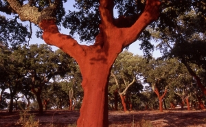 CORTIÇA ELEITA COMO O MELHOR DE PORTUGAL NO MUNDO
