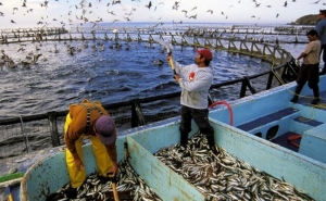 Novo regime jurídico de instalação e exploração de aquacultura já está em vigor