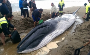  Baleia bebé arrastada para a costa pela tempestade 