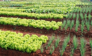 Abertas Candidaturas para Horta Social de Faro