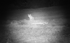 Nasceu primeira ninhada de Linces Ibéricos em ambiente natural 