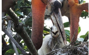 Zoo de Lagos colabora na conservação do Marabu-grande, na Índia
