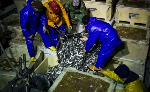 Pesca da sardinha reabriu ontem e Portugal com um limite de 34.406 toneladas